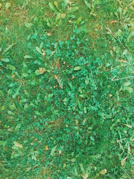 Grass and leaf backgroung. grass texture — Stock Photo, Image
