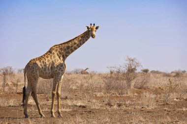 Kruger Ulusal Parkı 'nda zürafa, Güney Afrika