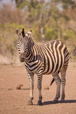 Bayağı zebra Kruger National Park, Güney Afrika