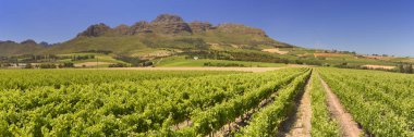 Vineyards near Stellenbosch in South Africa clipart