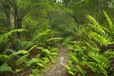 Path through rainforest in the Garden Route NP, South Africa clipart