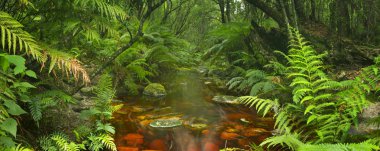 River through rainforest in the Garden Route NP, South Africa clipart