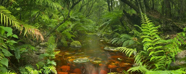 Fiume attraverso la foresta pluviale nella Garden Route NP, Sud Africa — Foto Stock