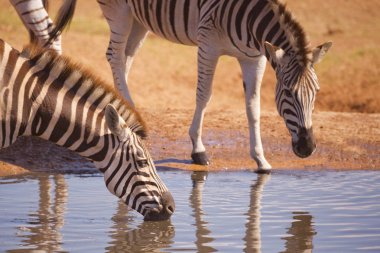 Zebra's drinking in Addo Elephant National Park, South Africa clipart