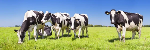 Vacas em um campo gramado fresco em um dia claro — Fotografia de Stock