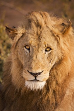 Sabah erken güneş ışığı altında Kruger Np, Güney Afrika için aslan