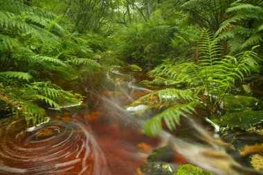 River through rainforest in the Garden Route NP, South Africa clipart