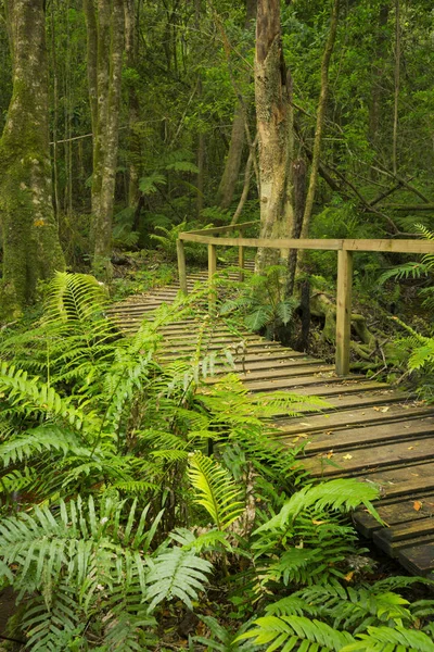 Caminho através da floresta tropical na Rota do Jardim NP, África do Sul — Fotografia de Stock