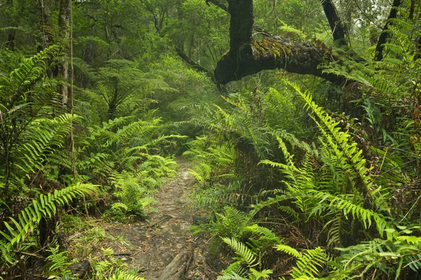 Camino a través de la selva tropical en la Ruta del Jardín NP, Sudáfrica — Foto de Stock