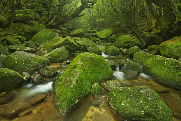 Floden längs Shiratani Unsuikyo rainforest trail på Yakushima Ilsand — Stockfoto