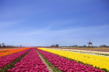 Lale ve yel değirmeni Hollanda'da güneşli bir günde