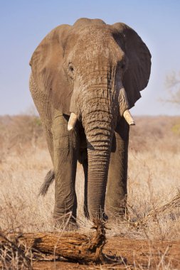Kruger Ulusal Parkı 'nda fil, Güney Afrika