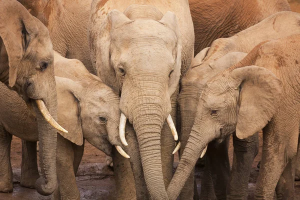 Troupeau d'éléphants dans le parc national Addo Elephant, Afrique du Sud — Photo