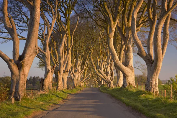 Vecchi alberi nelle siepi oscure dell'Irlanda del Nord — Foto Stock
