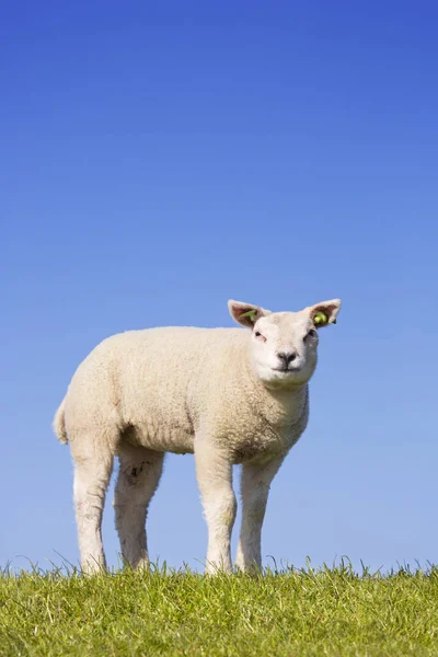 Texel bárányhús a sziget Texel, Hollandia — Stock Fotó