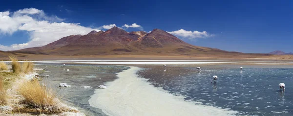 Pustynia Canapa jezioro Laguna, Altiplano w Boliwii, w słoneczny dzień — Zdjęcie stockowe