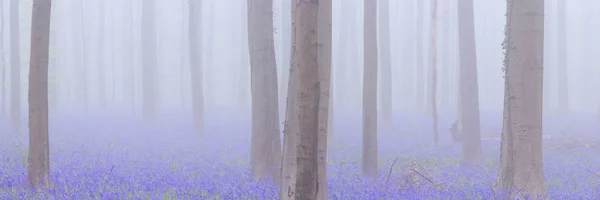 Foggy Bluebell forêt florissante de Hallerbos en Belgique — Photo