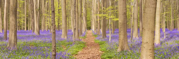 Pad door het bloeiende bluebell bos van Hallerbos in Belgiu — Stockfoto