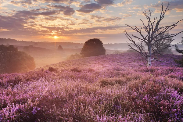 Kvetoucí heather za úsvitu, Posbank, Nizozemsko — Stock fotografie