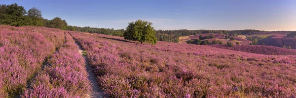 Cesta přes kvetoucí heather v blízkosti Posbank v Nizozemsku — Stock fotografie