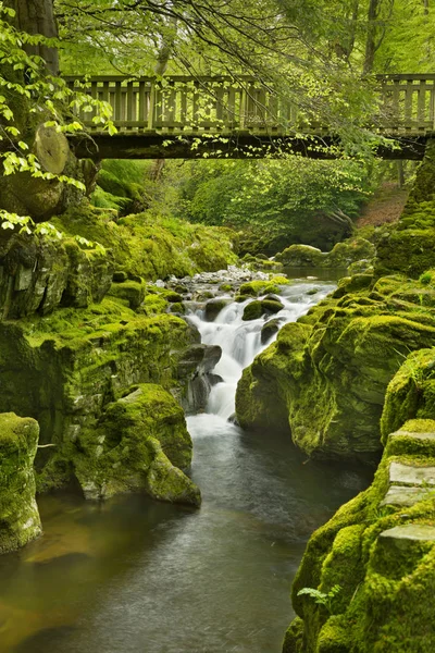 Kuzey İrlanda yemyeşil orman aracılığıyla bir nehir üzerinde köprü — Stok fotoğraf