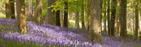 Virágzó bluebells Észak-Írországban — Stock Fotó