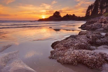 Sunset beach Cox Bay, Vancouver Adası, Kanada içinde