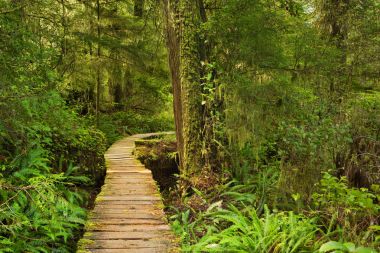 Boardwalk yemyeşil yağmur ormanları, Pasifik Kıyısı Np, Vancouver Adası üzerinden