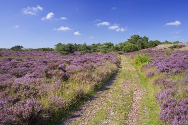 Üzerinden Hollanda'da çiçek açan heather yol