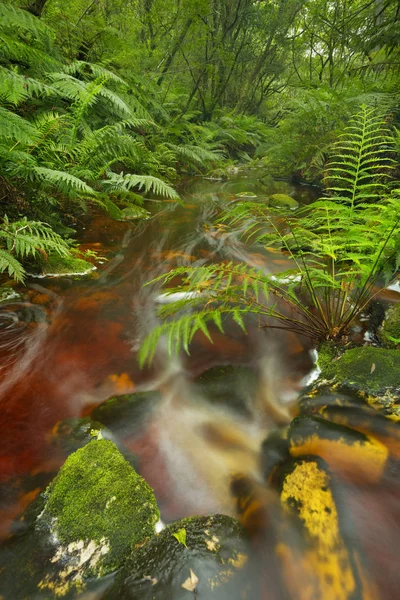 Floden genom regnskogen i Garden Route Np, Sydafrika — Stockfoto