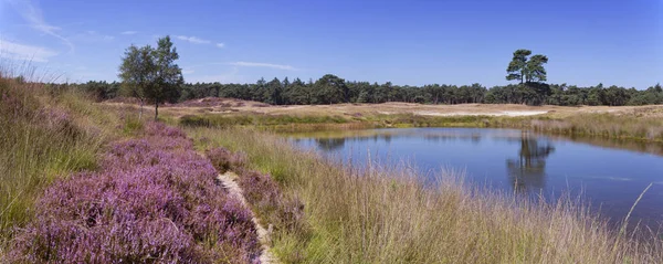 Bruyère en fleurs le long d'un lac aux Pays-Bas — Photo