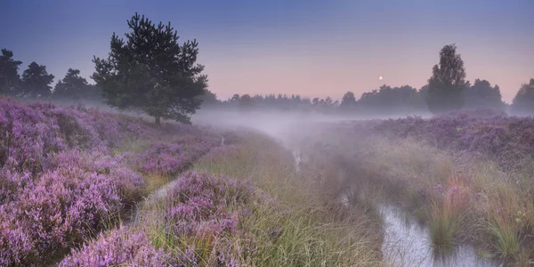 Przez heather kwitnących o świcie — Zdjęcie stockowe