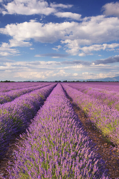 Blooming fields of lavender in the Provence, southern France