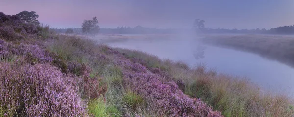 Kwitnący heather wzdłuż jeziora o świcie — Zdjęcie stockowe