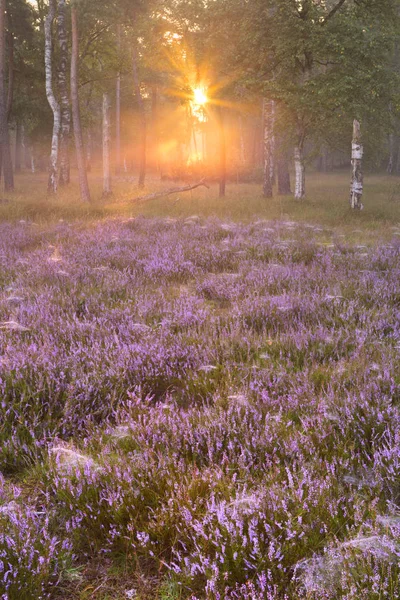 Bloeiende heide op de rand van een bos — Stockfoto