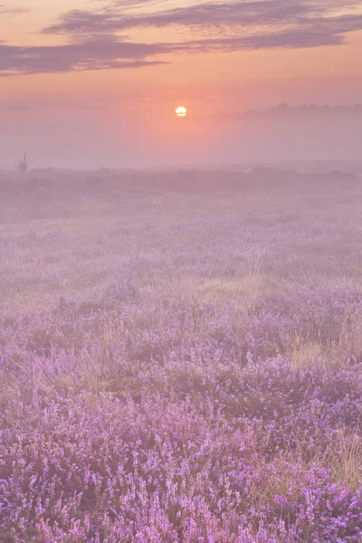 Nevoeiro sobre urze florescendo perto de Hilversum, Holanda ao amanhecer — Fotografia de Stock