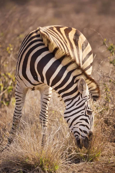 Wypas Burchell zebra w Kruger National Park, Afryka Południowa — Zdjęcie stockowe