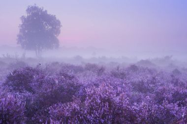 Hilversum, Hollanda şafakta yakınındaki çiçek açan heather üzerine sis