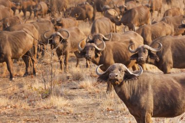 Texas'ın Güney Afrika Kruger National Park sürüsü