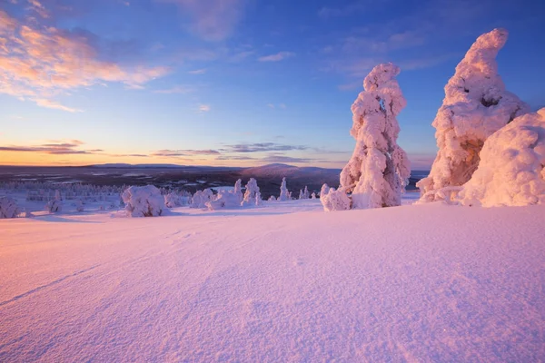 Sunset over frozen trees on a mountain, Levi, Finnish Lapland — Stock Photo, Image