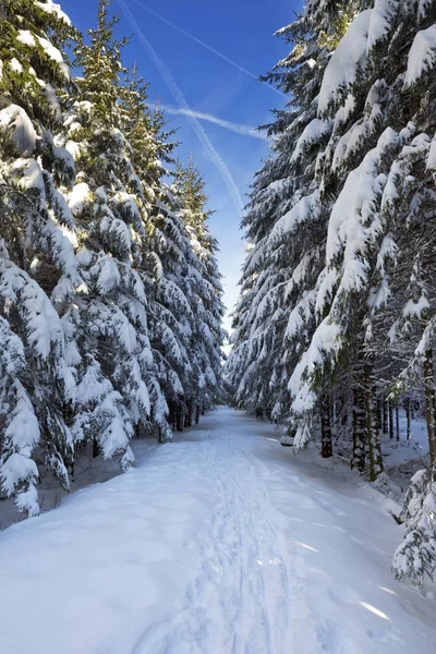 Sendero a través de un hermoso bosque de invierno en un día claro — Foto de Stock