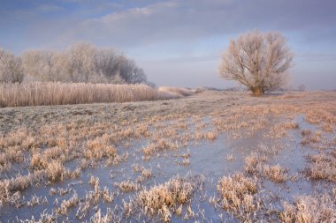 Hollanda manzara sabah erken güneş ışığı altında donmuş