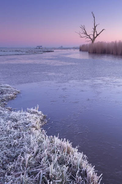 Arbre solitaire en hiver à l'aube aux Pays-Bas — Photo