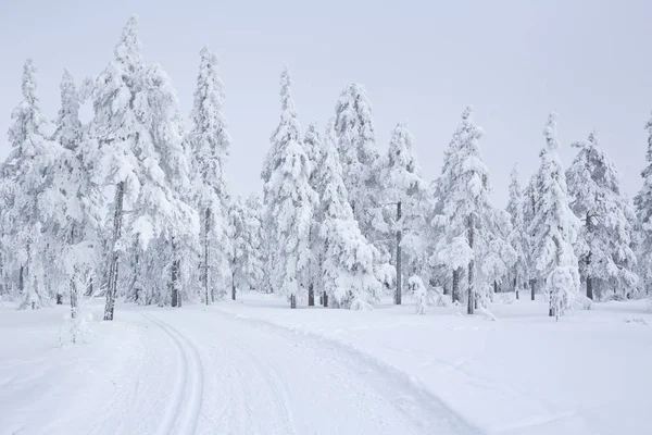 Cross-country trail through a frozen landscape in Norway — Stock Photo, Image