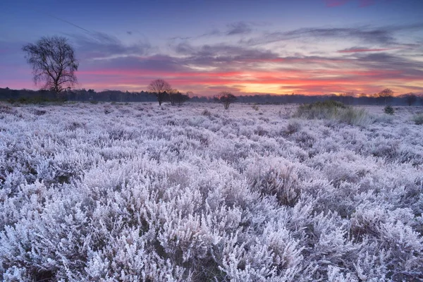 Bruyère givrée au lever du soleil en hiver aux Pays-Bas — Photo