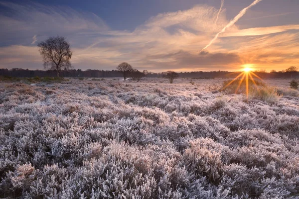 Bruyère givrée au lever du soleil en hiver aux Pays-Bas — Photo