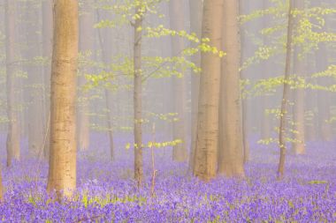 Sisli çiçek açan bluebell orman, Hallerbos Belçika