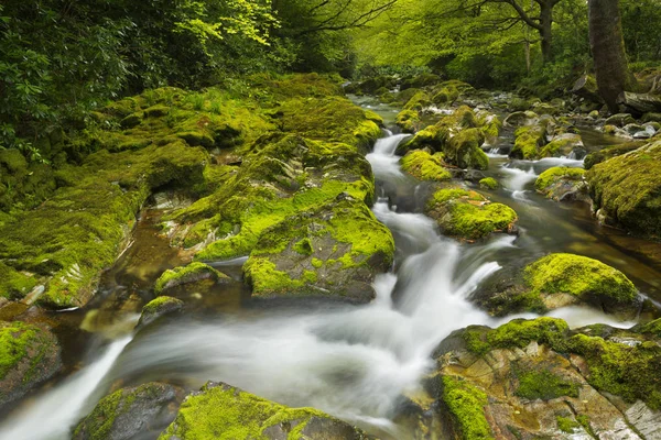 Floden genom lummig skog i Nordirland — Stockfoto