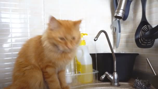 Ginger Cat Drinking Water From Faucet Stock Video