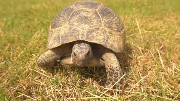 Turtle slowly moving through the scene on green grass — Stock Footage Turtle slowly moving through the scene on green grass Stock Footage
